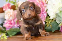 Nash, a female Miniature Dachshund for sale in Anderson, MO – 1 of 8