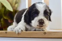 Ryker, a male Cocker Spaniel for sale in Anderson, MO – 8 of 8