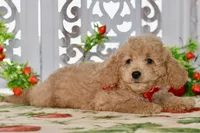 Jared, a male Miniature Goldendoodle for sale in Anderson, MO – 4 of 8