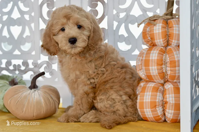 Jake – Miniature Goldendoodle puppy for sale in Anderson, MO
