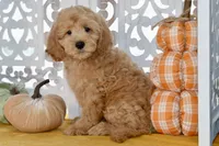 Jake, a male Miniature Goldendoodle for sale in Anderson, MO – 1 of 8