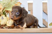 Charles, a male Miniature Dachshund for sale in Anderson, MO – 3 of 8