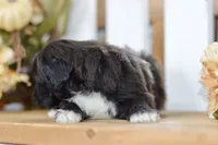 Polo, a female Shihpoo for sale in Anderson, MO – 5 of 8