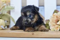 Emilio, a male Silky Terrier for sale in Anderson, MO – 3 of 8
