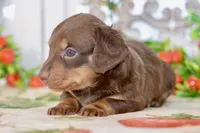 Luna, a female Miniature Dachshund for sale in Anderson, MO – 3 of 8