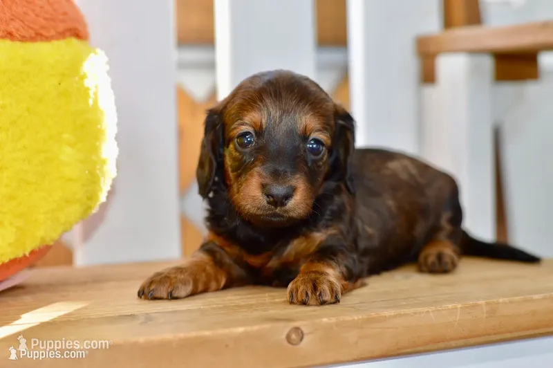 Gabby – Dachshund puppy for sale in Anderson, MO