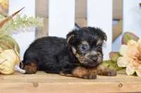 Easton, a male Silky Terrier for sale in Anderson, MO – 3 of 8