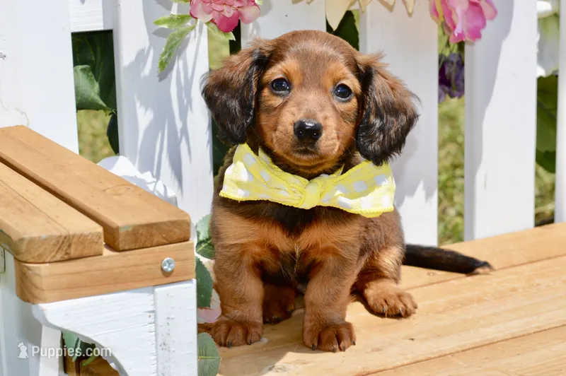 Debbie – Miniature Dachshund puppy for sale in Anderson, MO
