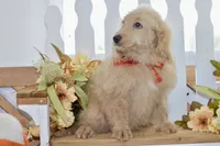 Jay, a male Miniature Goldendoodle for sale in Anderson, MO – 4 of 8