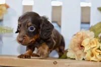 Carter, a male Miniature Dachshund for sale in Anderson, MO – 7 of 8