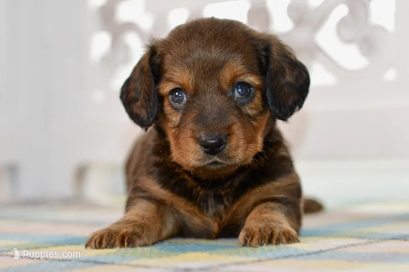 Darla – Miniature Dachshund puppy for sale in Anderson, MO