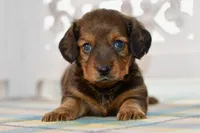 Darla, a female Miniature Dachshund for sale in Anderson, MO – 1 of 8
