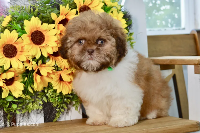 Brett – Shih Tzu puppy for sale in Anderson, MO