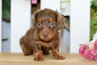 Hart, a male Dachshund for sale in Anderson, MO – 3 of 6