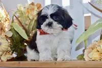 Kiara, a female Shih Tzu for sale in Anderson, MO – 4 of 8