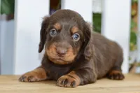Hendrix, a male Dachshund for sale in Anderson, MO – 3 of 8