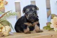Emilio, a male Silky Terrier for sale in Anderson, MO – 8 of 8