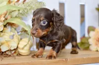 Carter, a male Miniature Dachshund for sale in Anderson, MO – 3 of 8