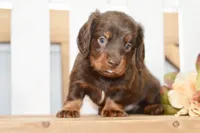 Sam, a male Miniature Dachshund for sale in Anderson, MO – 7 of 8