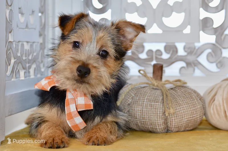 Fern – Silky Terrier puppy for sale in Anderson, MO