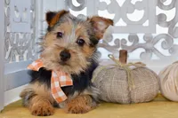 Fern, a female Silky Terrier for sale in Anderson, MO – 1 of 7
