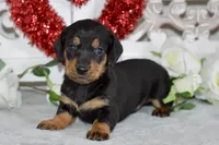 Marley, a male Miniature Dachshund for sale in Anderson, MO – Photo 6 of 8