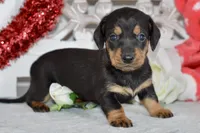 Marley, a male Miniature Dachshund for sale in Anderson, MO – Photo 1 of 8