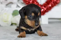 Marley, a male Miniature Dachshund for sale in Anderson, MO – Photo 2 of 8