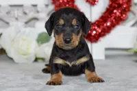 Marley, a male Miniature Dachshund for sale in Anderson, MO – Photo 7 of 8