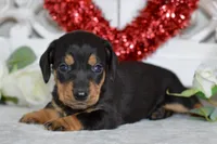 Marley, a male Miniature Dachshund for sale in Anderson, MO – Photo 3 of 8