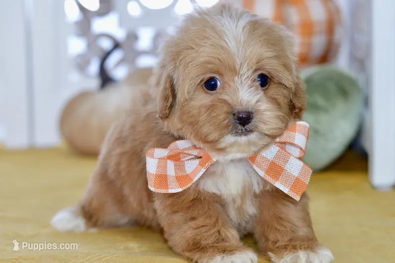 Polly – Shihpoo puppy for sale in Anderson, MO