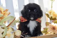 Polo, a female Shihpoo for sale in Anderson, MO – 8 of 10