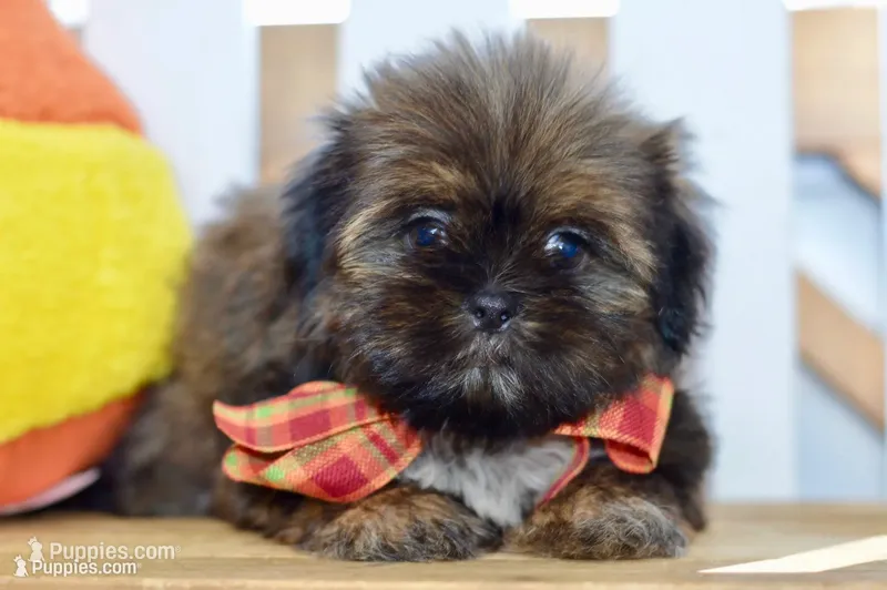 Willow – Shih Tzu puppy for sale in Anderson, MO