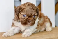 Brett, a male Shih Tzu for sale in Anderson, MO – 4 of 8