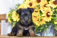 Felix, a male Silky Terrier for sale in Anderson, MO – 3 of 8