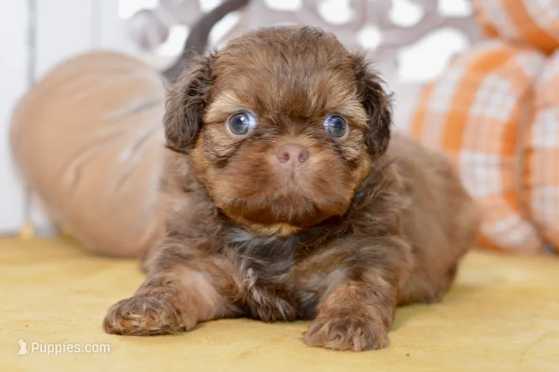 Winston – Shih Tzu puppy for sale in Anderson, MO