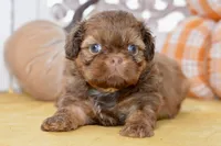 Winston, a male Shih Tzu for sale in Anderson, MO – 1 of 8