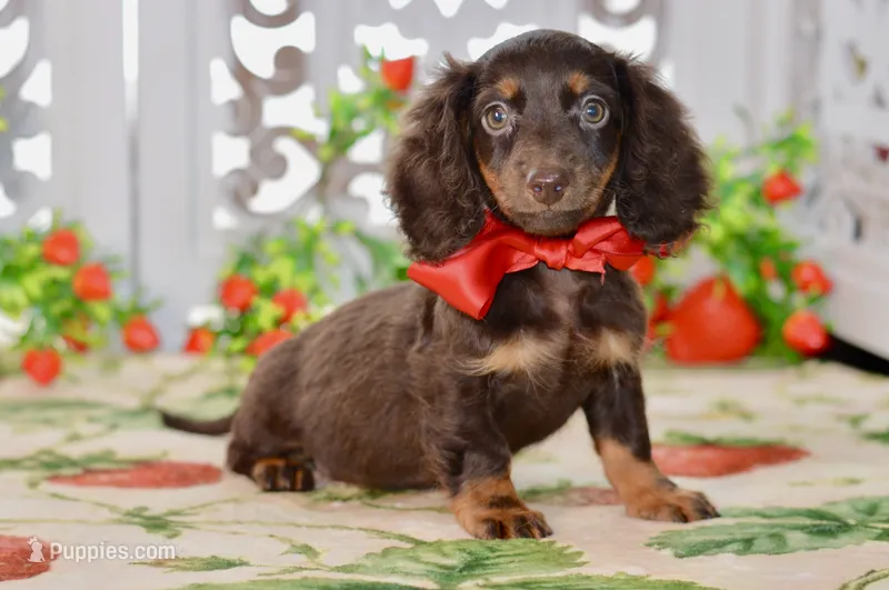 Harper – Dachshund puppy for sale in Anderson, MO