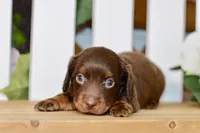 Drew, a male Miniature Dachshund for sale in Anderson, MO – 2 of 8