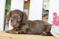 Harper, a female Dachshund for sale in Anderson, MO – 3 of 8