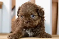Betty, a female Shih Tzu for sale in Anderson, MO – 4 of 8