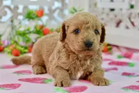 James, a male Miniature Goldendoodle for sale in Anderson, MO – 5 of 7