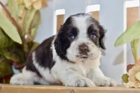 Ryker, a male Cocker Spaniel for sale in Anderson, MO – 5 of 8