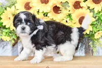 Karla, a female Shih Tzu for sale in Anderson, MO – 7 of 8