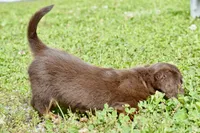 Osborn, a male Miniature Dachshund for sale in Anderson, MO – 3 of 8