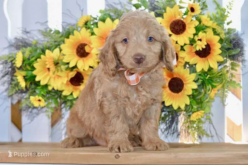 Jude – Miniature Goldendoodle puppy for sale in Anderson, MO
