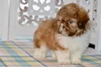 Brett, a male Shih Tzu for sale in Anderson, MO – 2 of 8
