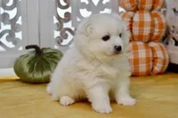 Vance, a male American Eskimo for sale in Anderson, MO – 5 of 8