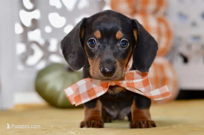 Sofie – Miniature Dachshund puppy for sale in Anderson, MO