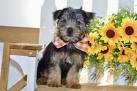 Felix, a male Silky Terrier for sale in Anderson, MO – 7 of 8